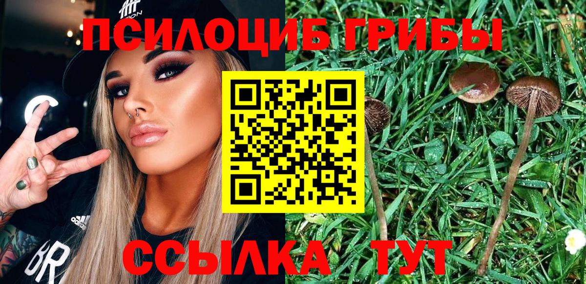 Псилоцибиновые грибы Psilocybe Назарово